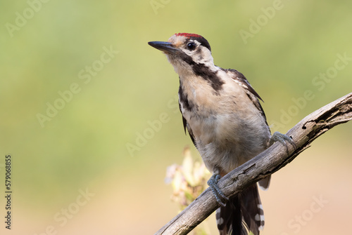 Syrian woodpecker, Dendrocopos syriacus. A bird sits on a dry branch. Close-up © Юрій Балагула