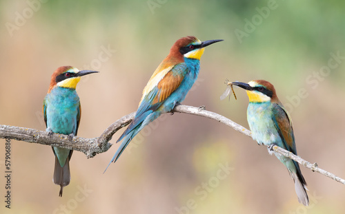 European bee-eater, Merops apiaster. Three birds sitting on a branch, one holding a dragonfly