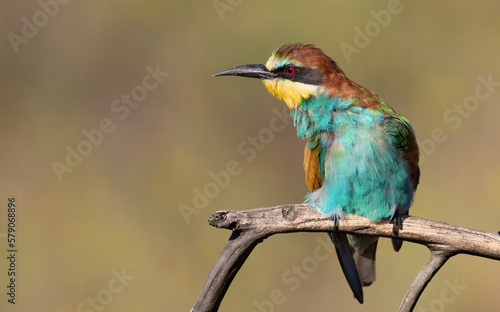 European bee-eater, Merops apiaster. A bird sits on a branch curving to the side © Юрій Балагула