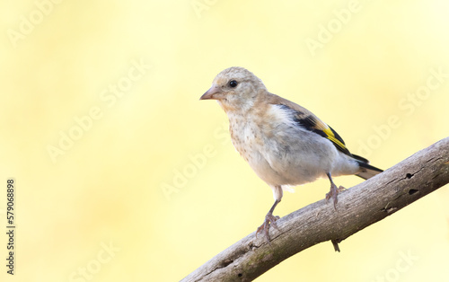 European goldfinch, Carduelis carduelis. A bird sits on a branch against a beautiful background