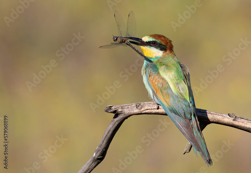European bee-eater, Merops apiaster. A bird holds a dragonfly in its beak