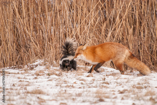 Portrait of a fox playing with a skunk, Quebec, Canada photo