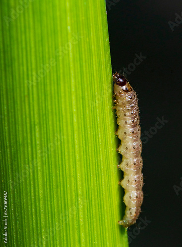 a corn moth larva on a corn stalk illuminated by sunlight