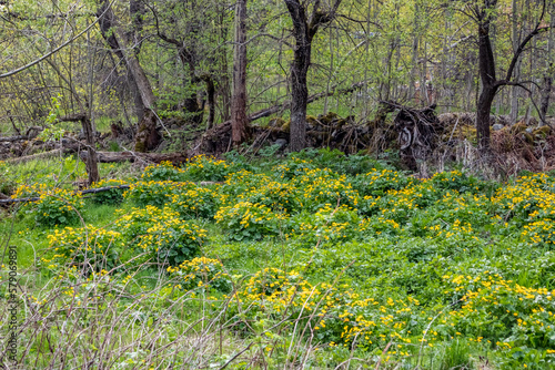 Fototapeta Naklejka Na Ścianę i Meble -  Forest meadow covered in yellow blossoming wild flowers and herbs. Chuypetlovo village, Vitosha mountain, Western Bulgaria
