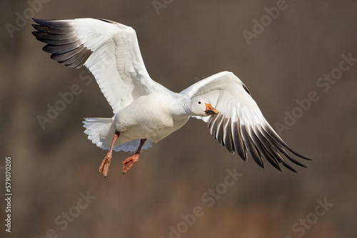 Snow Goose Landing © mattcuda