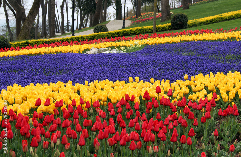 Obraz premium Meadow with thousands of bright yellow and red tulips with violet flowers in Emirgan Park in Istanbul, Turkey