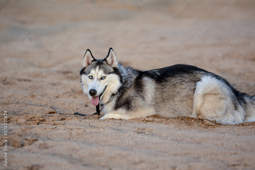 Young Siberian Husky is digging in the sand Young Siberian Husky is digging in the sand