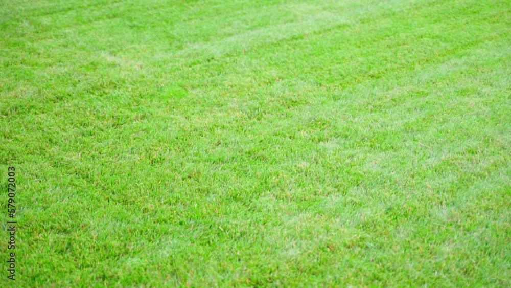 Green evenly trimmed lawn in full screen. Smooth camera movement Green evenly trimmed lawn in full screen. Smooth camera movement