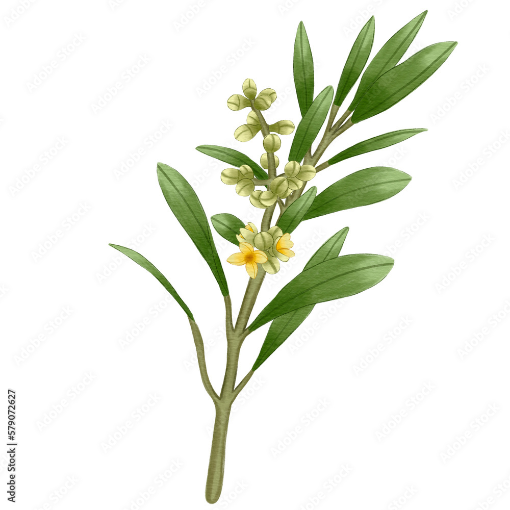 Fototapeta premium Single Bud Olive Flower Branch