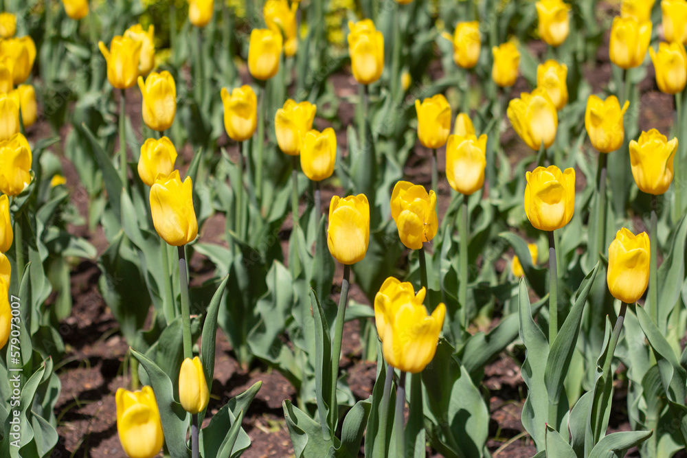 Obraz premium Yellow tulips bloomed in spring in the park.
