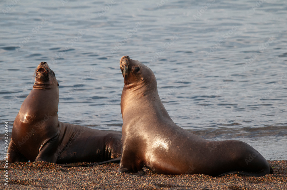 Fototapeta premium South American Sea Lion (Otaria flavescens) Female,.Peninsula Valdes ,Chubut,Patagonia, Argentina