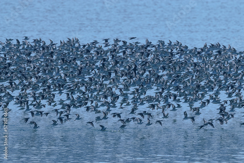 Flock of birds in flight, in La Pampa , Argentina.