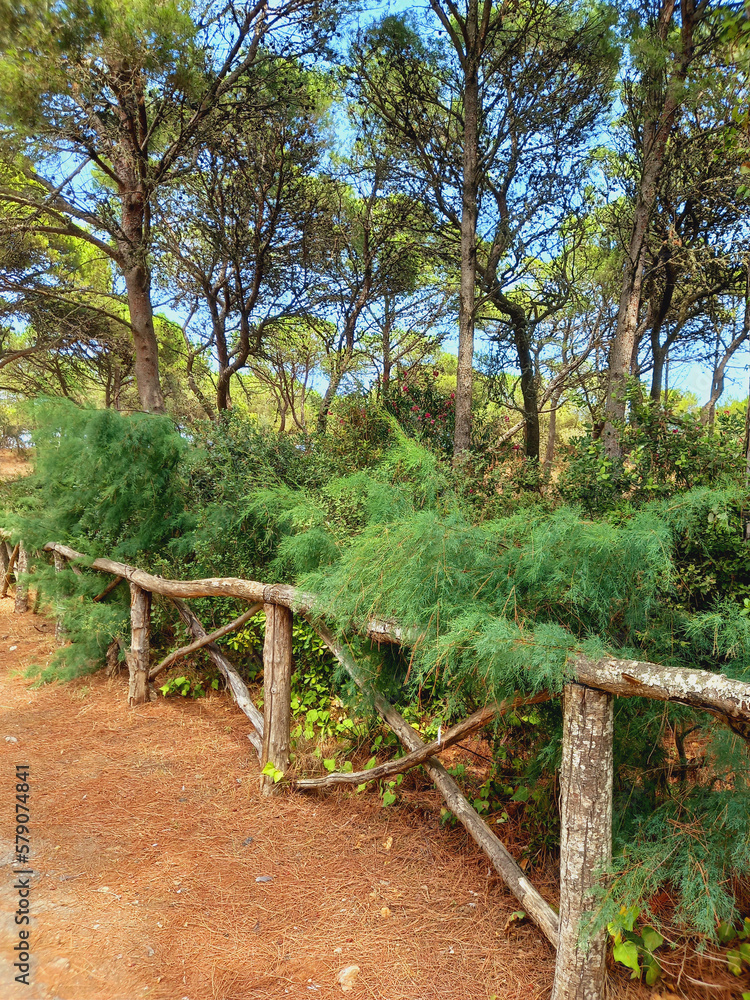 Dirt road between pine trees under blue sky. Forest road, footpath and Mediterranean nature. Dirt road between pine trees under blue sky. Forest road, footpath and Mediterranean nature.