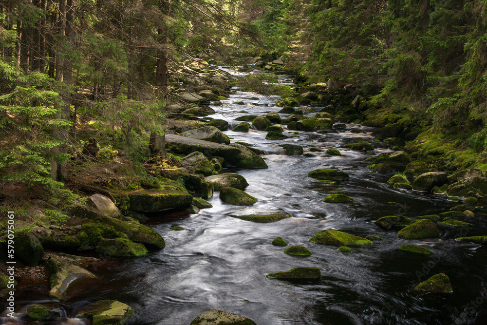 creek in the forest of sumava creek in the forest of sumava