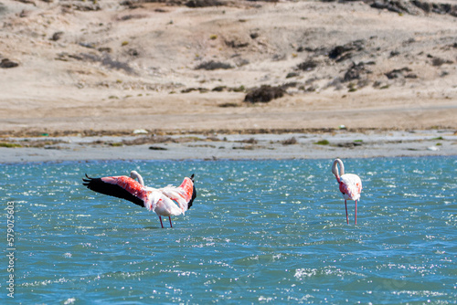 Beautiful Greather flamingos, Phoenicopterus roseus, in Luderitz, Namibia photo