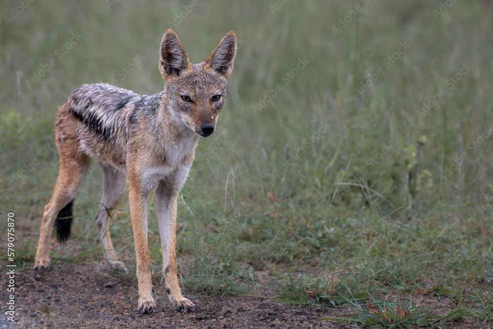 Beautiful shot of a silver-backed jackal in a field during the day Beautiful shot of a silver-backed jackal in a field during the day
