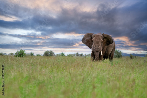 Scenic shot of a dramatic sunset sky and an Elephant walking in the middle of a field © Cobus