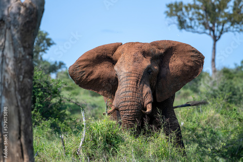 Photography Beautiful shot of an elephant in a green field during the day