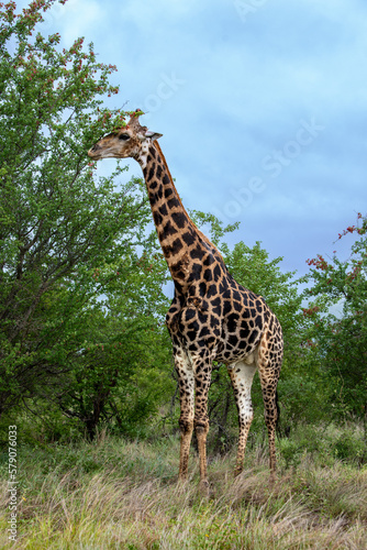 Vertical shot of a Giraffe grazing the leaves of a tree in an African safari