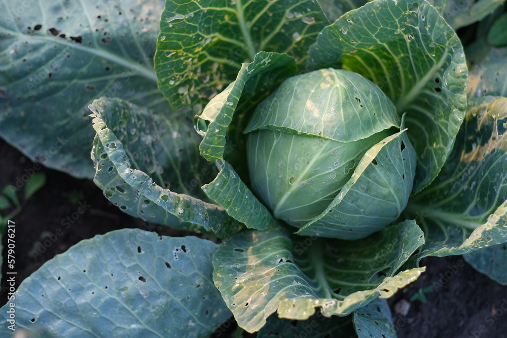 Fototapeta premium Young cabbage grows on a plot of land on a farm in a vegetable garden. Vegetarian food. Growing cabbage at home.
