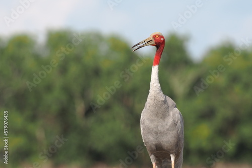 Eastern Sarus Crane (Grus antigone) which extinct in the wild in the 1980s in nature at Huay Jorrakaemak Reservoir Non-Hunting Area,Burirum,Thailand photo