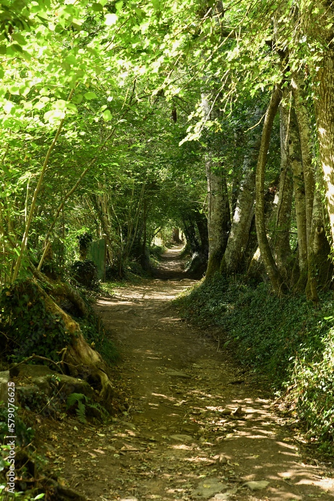 Obraz premium chemin forestier