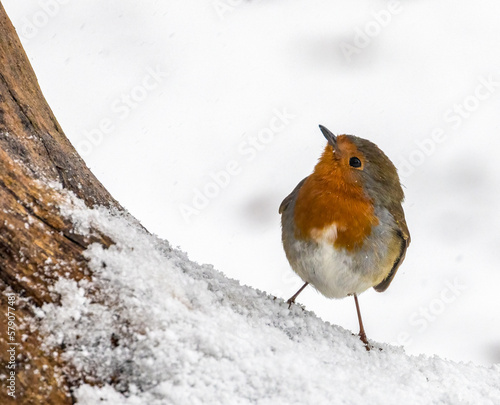 Red robin redbreast perched in the snow looking like the perfect Christmas card photo