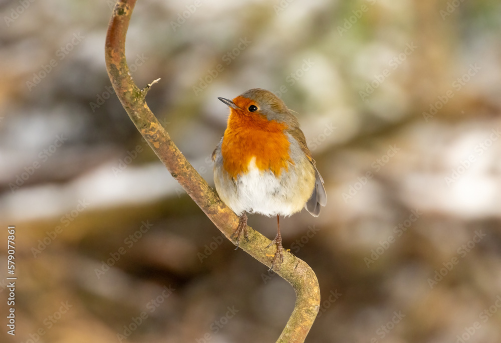 Red robin redbreast perched in the snow looking like the perfect Christmas card Red robin redbreast perched in the snow looking like the perfect Christmas card