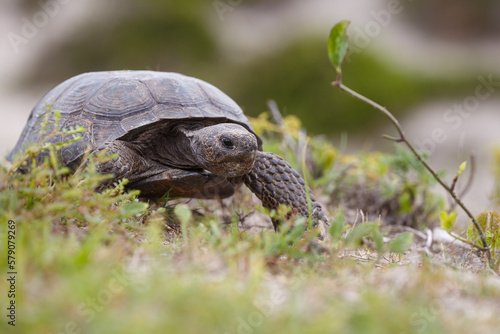 Fotografie Gopher Tortoise, Amelia Island