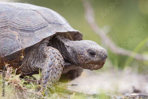 Gopher Tortoise, Amelia Island photo