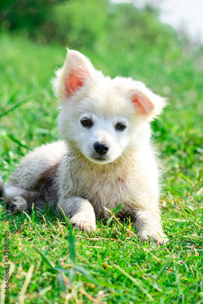 Beautiful Samoyed puppy dog in garden on green grass