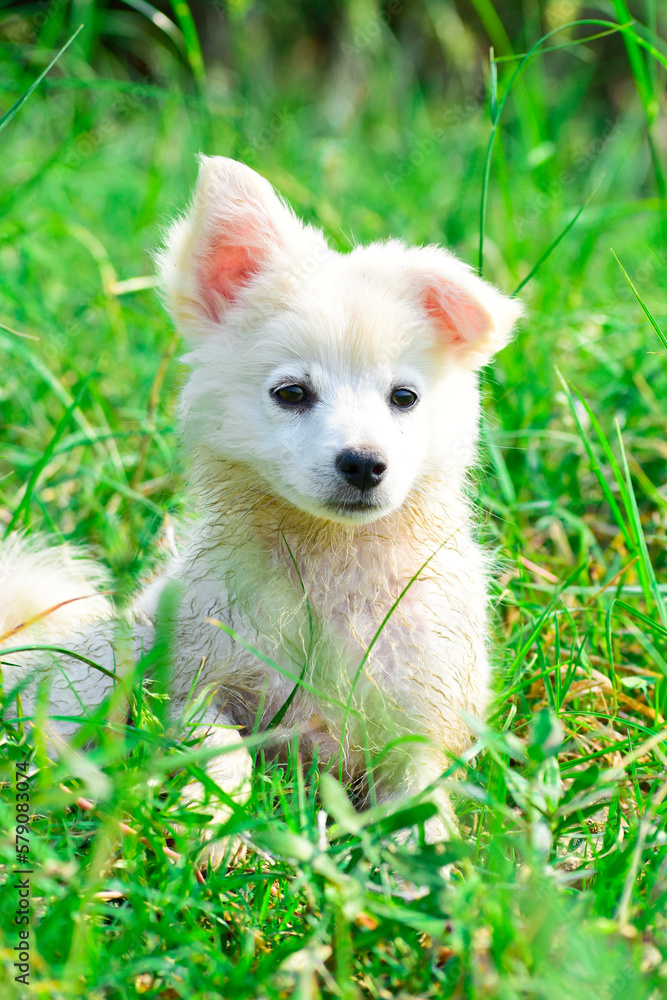 Beautiful Samoyed puppy dog in garden on green grass Beautiful Samoyed puppy dog in garden on green grass