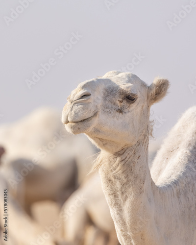 Camels In the Kuwait Desert © Yousef
