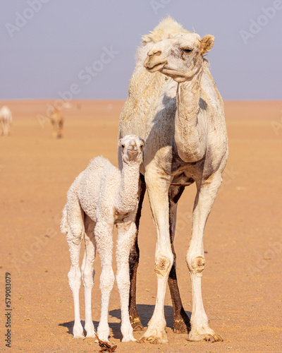 Camels In the Kuwait Desert