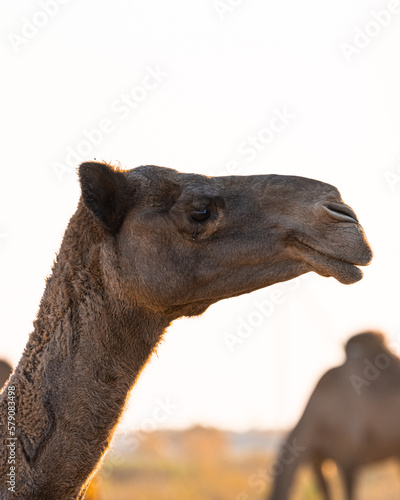 Camels In the Kuwait Desert
