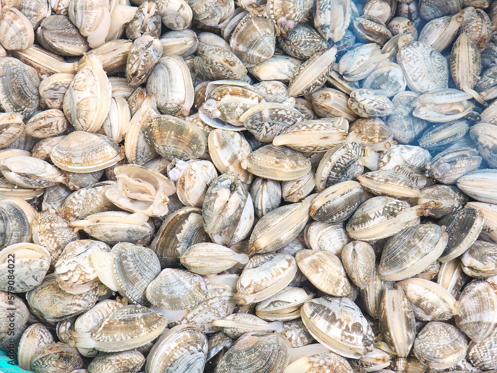 Very fresh Korea Surf clam Very fresh Korea Surf clam