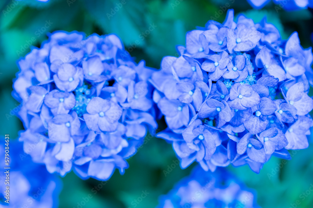 紫陽花 紫陽花