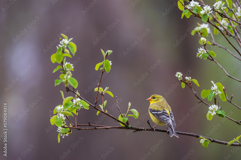 American goldfinch bird in a blooming serviceberry tree American goldfinch bird in a blooming serviceberry tree