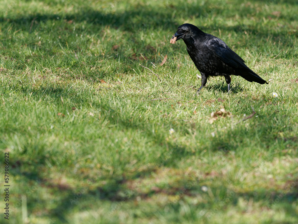 Graureiher, Ardea cinerea