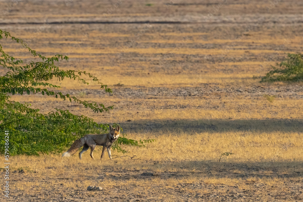 Fototapeta premium A Desert Fox
