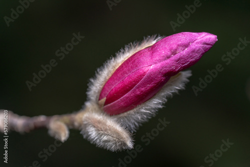 .Bud of pink magnolia close-up. Macro photography. Fluffy bud with a flower. Blooming magnolia. spring revival