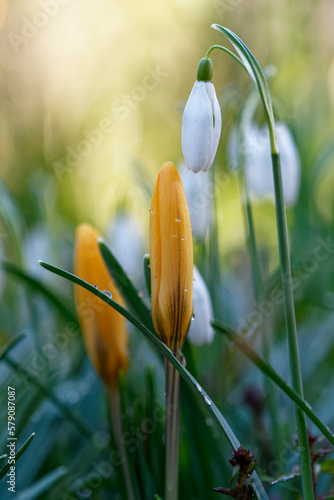 Frühlingsboten Krokus und Kleines Schneeglöckchen, Galanthus nivalis