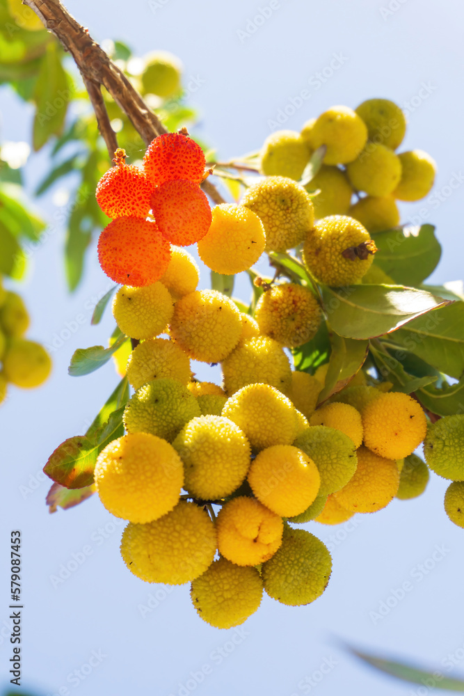 Yellow green ripening strawberry tree fruit on a branch