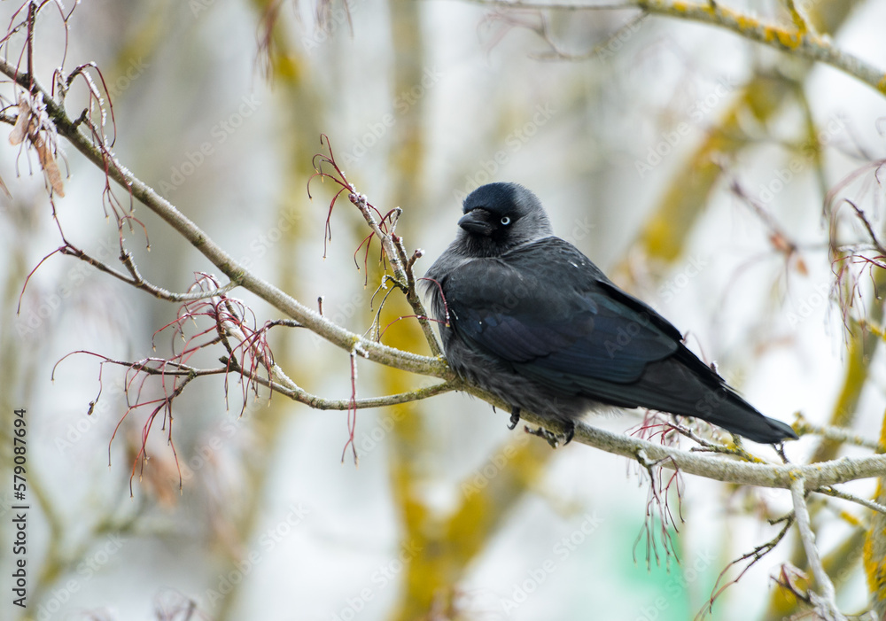 Obraz premium black jackdaws on frosty tree branches