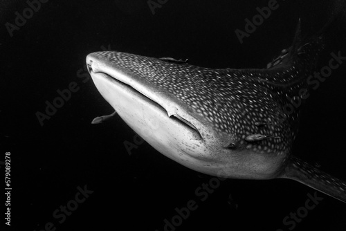Tableau sur toile The whale shark (Rhincodon typus) is a slow-moving, filter-feeding carpet shark and the largest known extant fish species