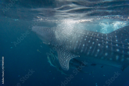 The whale shark (Rhincodon typus) is a slow-moving, filter-feeding carpet shark and the largest known extant fish species. The largest confirmed individual had a length of 18.8 m (61.7 ft) © Daniele