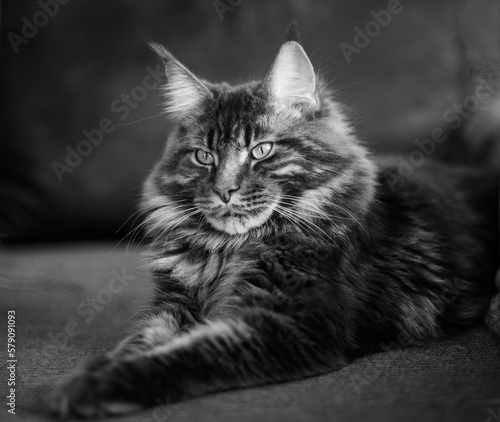 portrait of a Maine Coon cat on a dark background