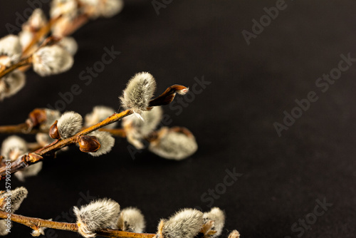 Willow branch on dark background.  Branding mockup photo with willow branch. Spring concept, copy space
