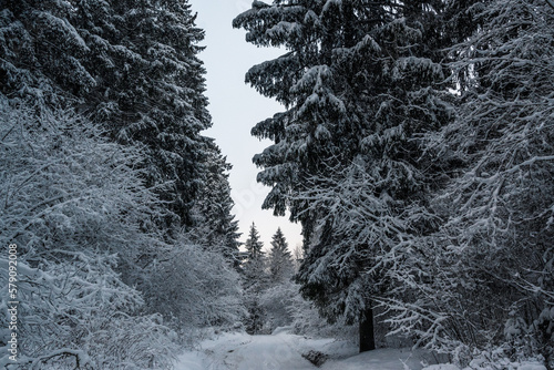 winter landscape in latvia snowy forest3 photo