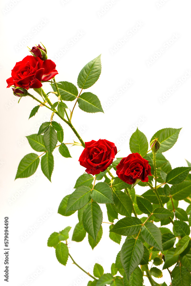 Red roses in a pot isolated on a white background. Red roses in a pot isolated on a white background.